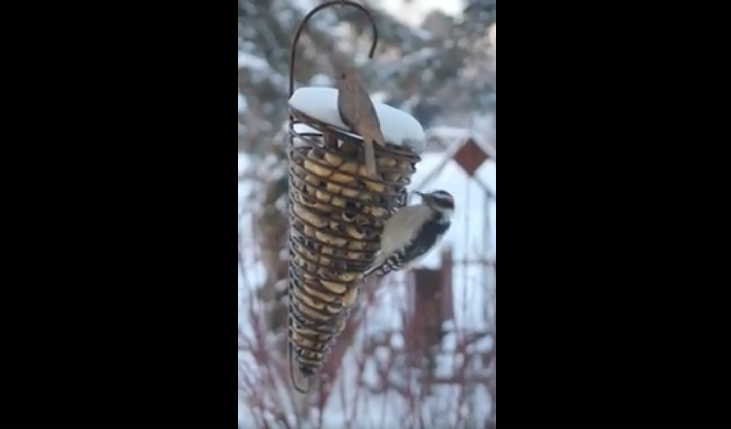 Load video: Woodpecker Eating from Peanut Feeder