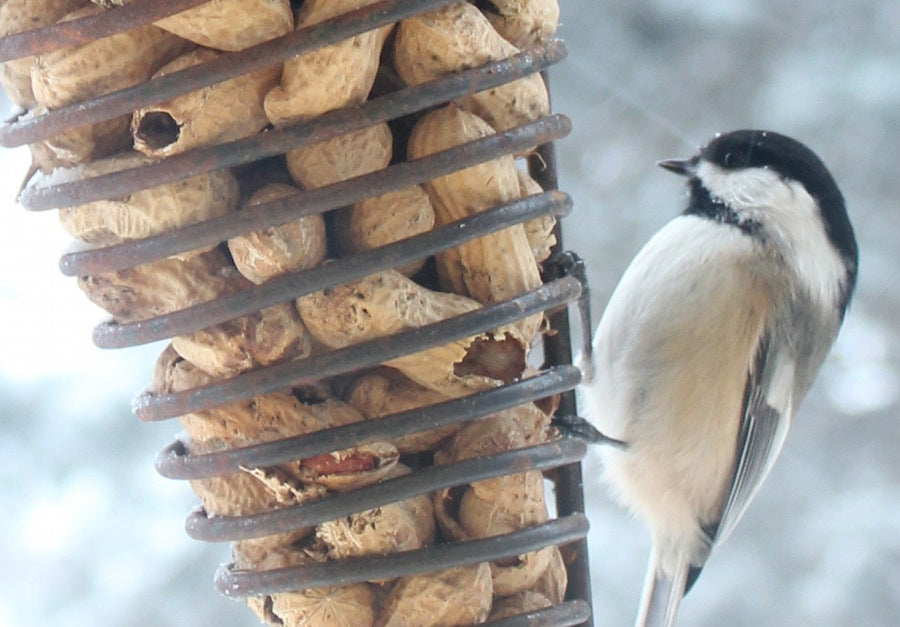 Peanut Feeder