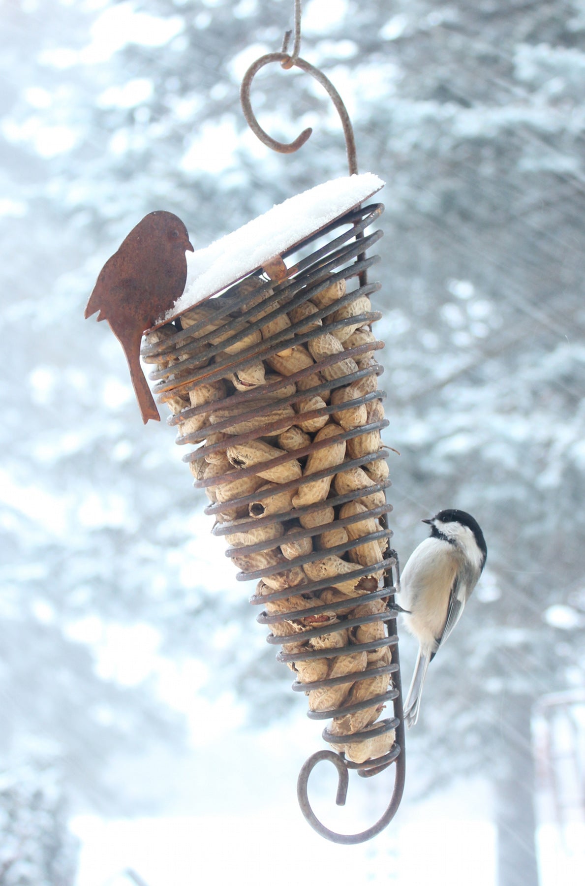 Peanut Feeder